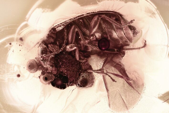 Detailed Fossil Marsh Beetle (Scirtidae) in Baltic Amber #335661